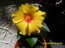 SAM_6866