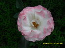 SAM_6893