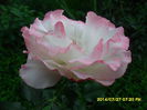 SAM_6894