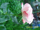 SAM_6895