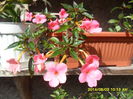 SAM_6906