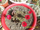 SAM_6907
