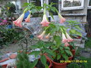 SAM_6927