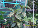 SAM_6928