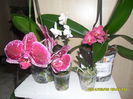 SAM_5379