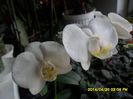 SAM_5407