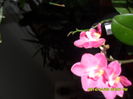 SAM_5411