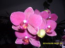 SAM_5414