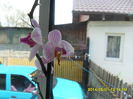SAM_5431