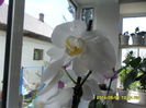 SAM_5433