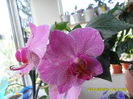 SAM_5434