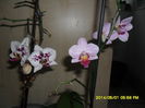 SAM_5442