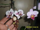SAM_5443