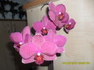 SAM_5444