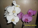 SAM_5446