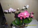 SAM_5447