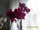 SAM_5479