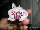 SAM_5481