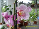 SAM_5482