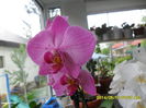 SAM_5484