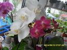 SAM_5485