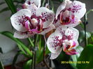 SAM_5724
