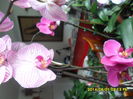 SAM_5726