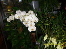 SAM_5914