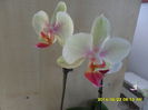SAM_6535