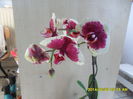 SAM_6536
