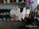 SAM_6648