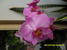 SAM_6649