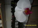 SAM_6650