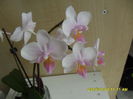 SAM_6690