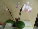 SAM_6691