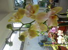 SAM_6721