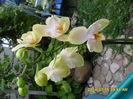 SAM_6730
