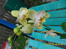 SAM_6731