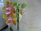 SAM_6857