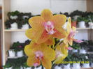 SAM_6946
