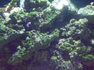 DSCF1652