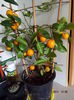 DSCF5965