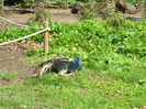 DSCF1694