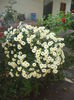 DSCF0456