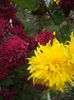 DSCF0479