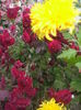 DSCF0480