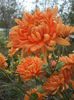 DSCF0481