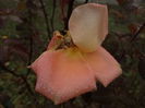 DSC01195