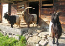 Capre si Tap Walliser deosebit-5