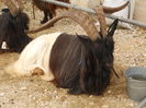 Tapi Walliser deosebiti-8x